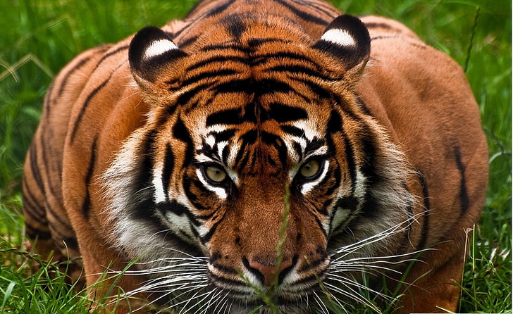 adult Bengal tiger, animals, animal themes, animal wildlife, one animal, HD wallpaper