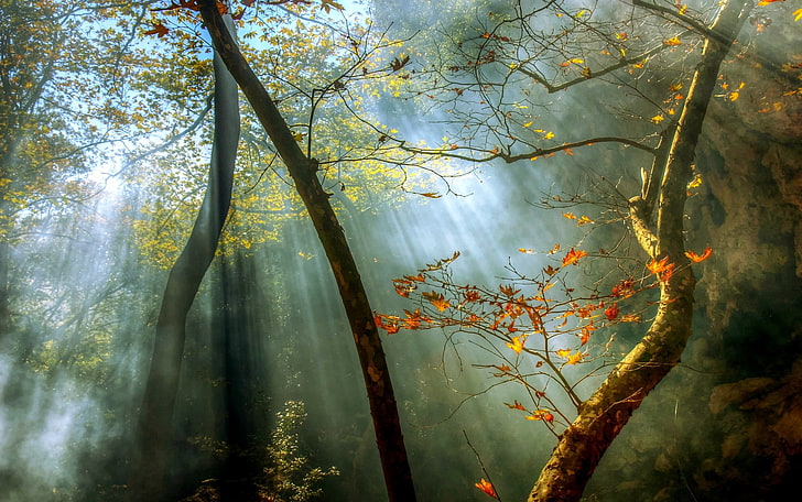 nature, landscape, forest, fall, mist, sun rays, trees, leaves