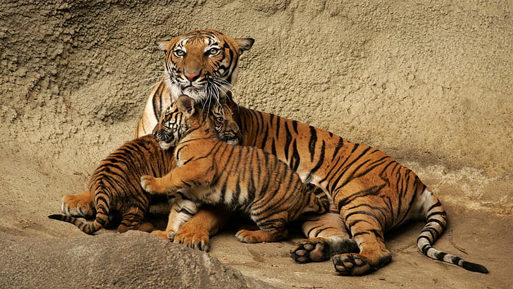 cute baby tiger cubs with mom picture, animal themes, feline, HD wallpaper