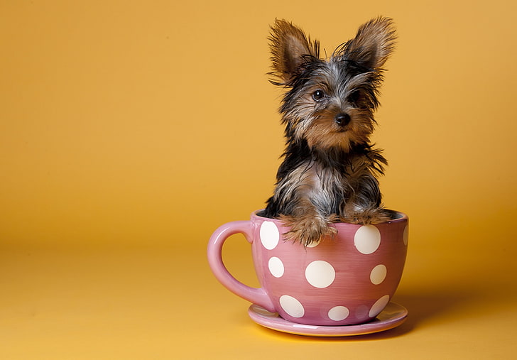 black and tan Yorkshire terrier puppy, cup, dog, sit, pets, animal