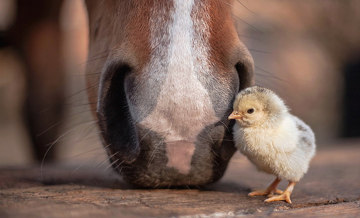 Baby animals animals horse 1080P, 2K, 4K, 5K HD wallpapers free download,  sort by relevance | Wallpaper Flare