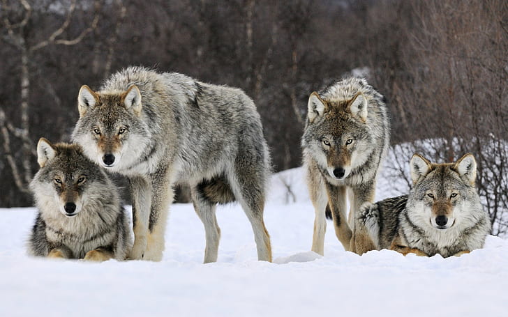 Gray Wolves Norway, HD wallpaper