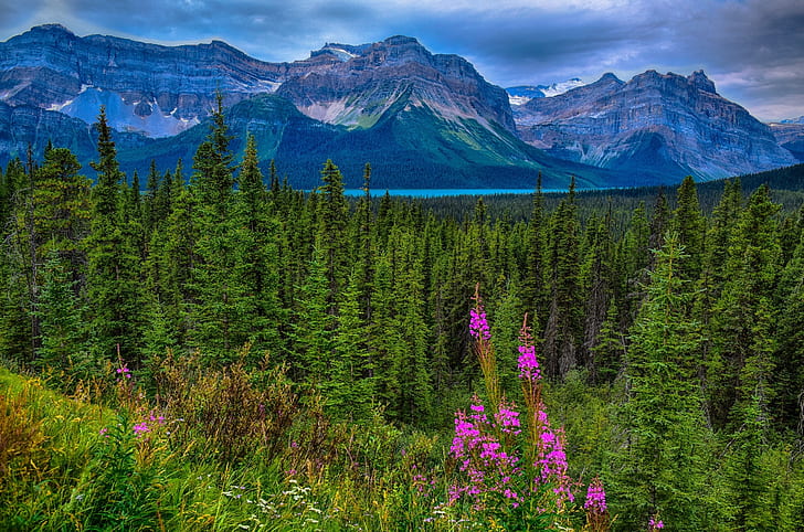 forest, mountains, Canada, Albert, Alberta, Jasper National Park, HD wallpaper