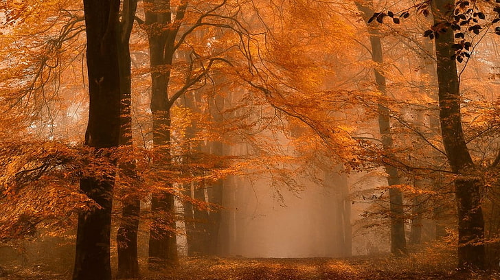 orange trees, landscape, photography, nature, fall, path, mist, HD wallpaper