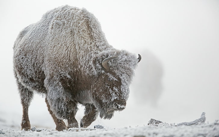 american bison, snow, cold temperature, animal, winter, animal themes, HD wallpaper