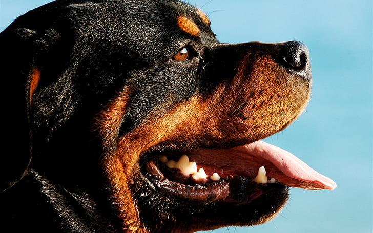 Rottweiler Dog Portrait, HD wallpaper