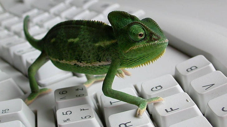 Chameleon Lizard Keyboard HD, animals, HD wallpaper
