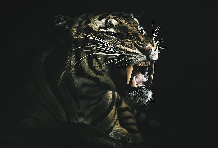 dark, teeth, animals, tiger, HD wallpaper