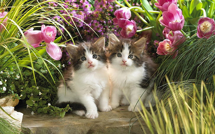 Come Little Kitty, 2 white and brown fur kittens, lovely, baby, HD wallpaper