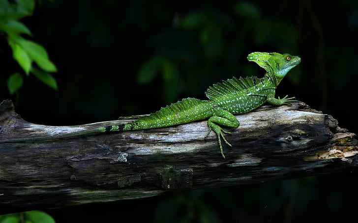 Serious Reptile, iguana, HD wallpaper
