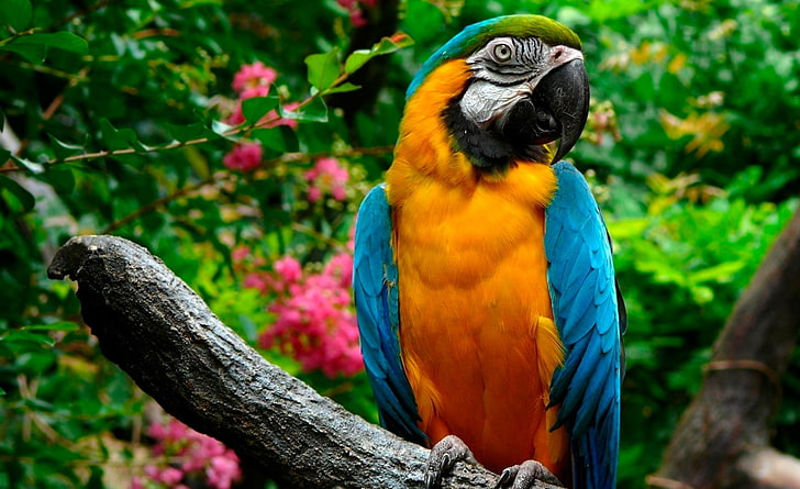 Parrots, yellow-and-blue macaw, Animals, Birds, Photography, blue-and-yellow macaw