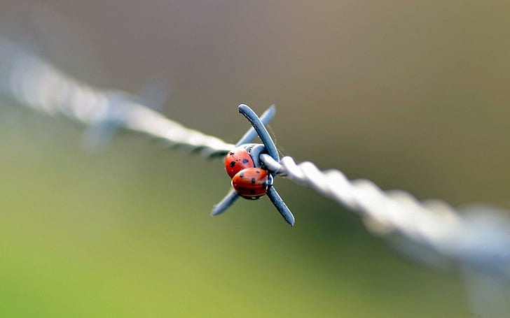 Two Ladybugs On The Barbed-wire, cute, nature and landscapes