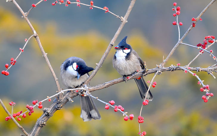 Best 500 Bulbul Pictures  Download Free Images on Unsplash