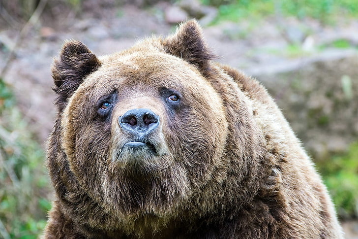 brown grizzly bear, bears, sadness, brown bear, Grizzly Bears, HD wallpaper