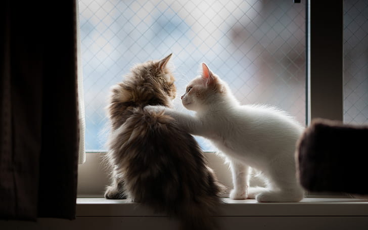 Kitten greeting, HD wallpaper