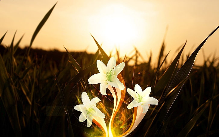 White lilies sunset-Widescreen High Quality Wallpa.., plant, flower
