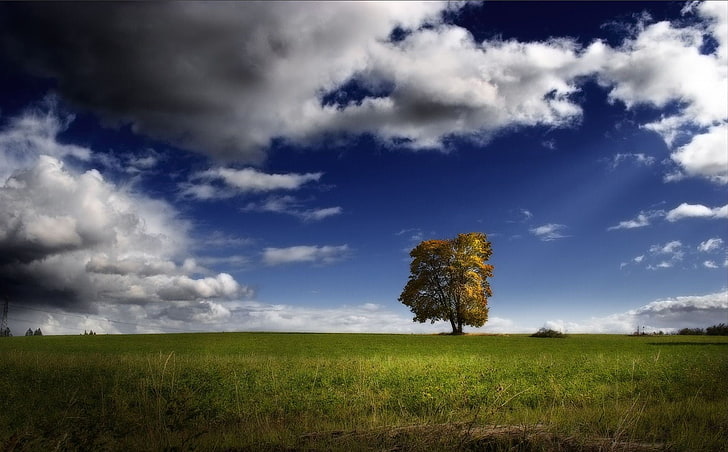 green leafed tree, landscape, sky, trees, nature, clouds, cloud - sky, HD wallpaper