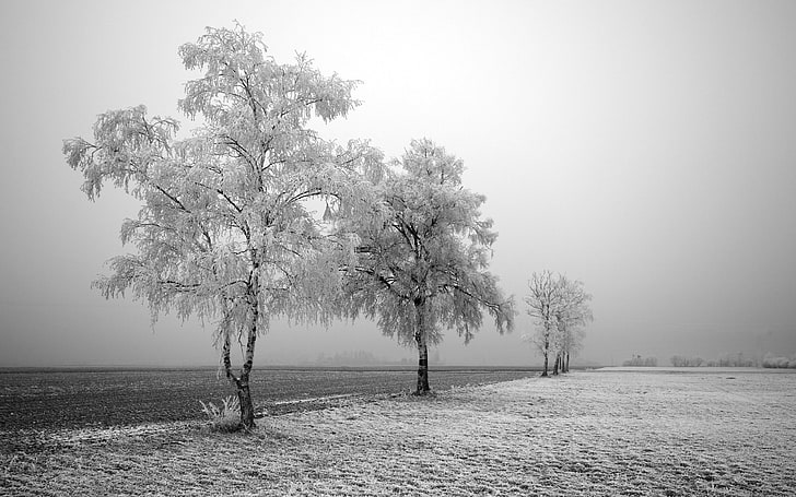 gray trees, landscape, nature, winter, snow, photography, field