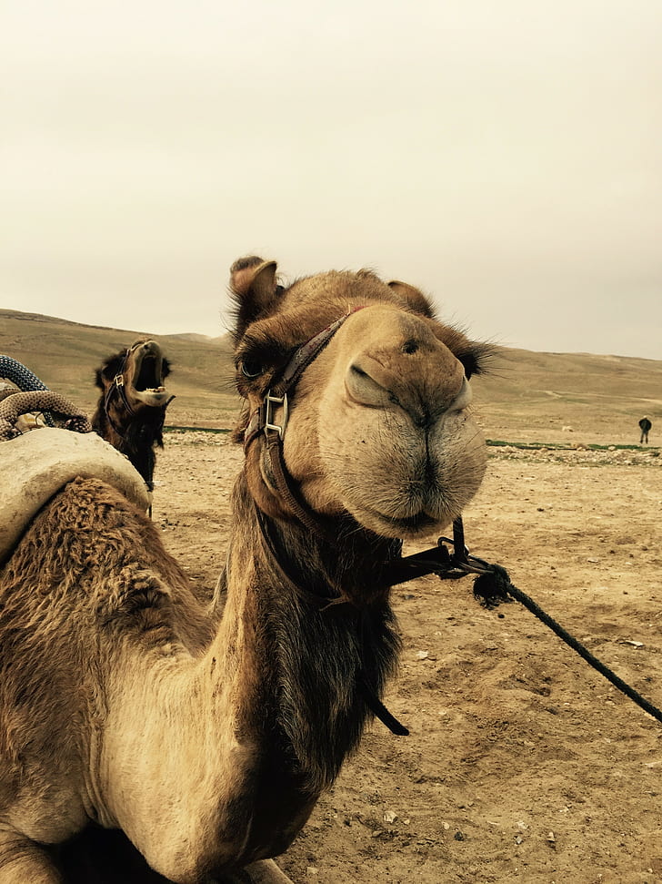 camels, Israel, desert