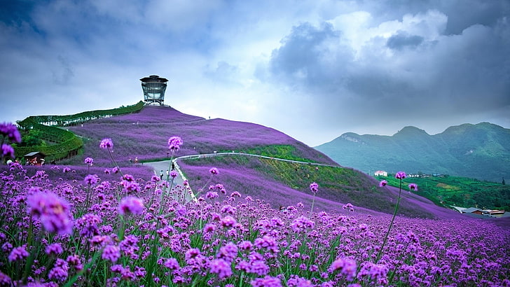 cloud, countryside, rural area, herbal tea, landscape, purple field, HD wallpaper