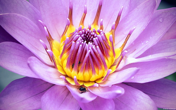 HD wallpaper: Purple Lotus-Windows themes wallpaper, purple and yellow lotus  flower | Wallpaper Flare