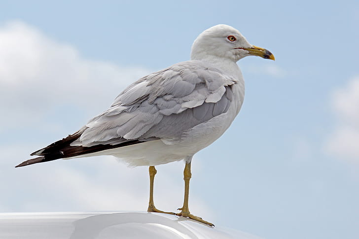 white and grey bird closeup photography, ring-billed gull, ring-billed gull