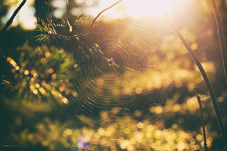 brown spider, nature, spiderwebs, sunset, forest, bokeh, trees