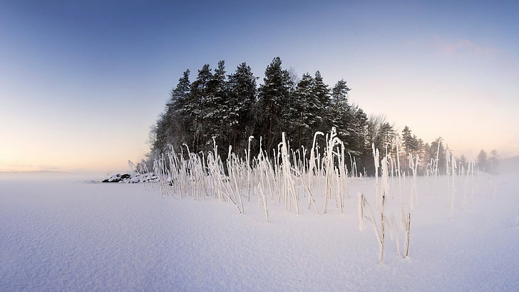 winter, snow, nature, landscape, trees, cold temperature, plant, HD wallpaper