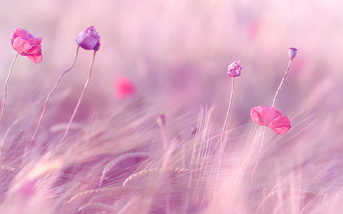 HD wallpaper: wheat, field, purple, flowers, background, pink, widescreen |  Wallpaper Flare