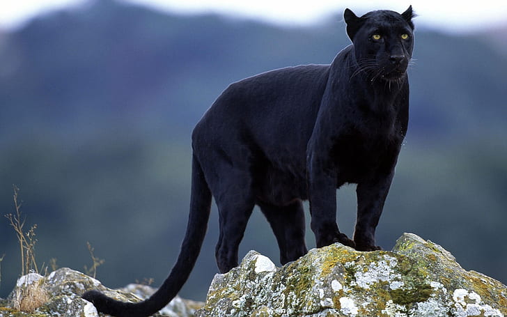 Superb Panther, puma, HD wallpaper