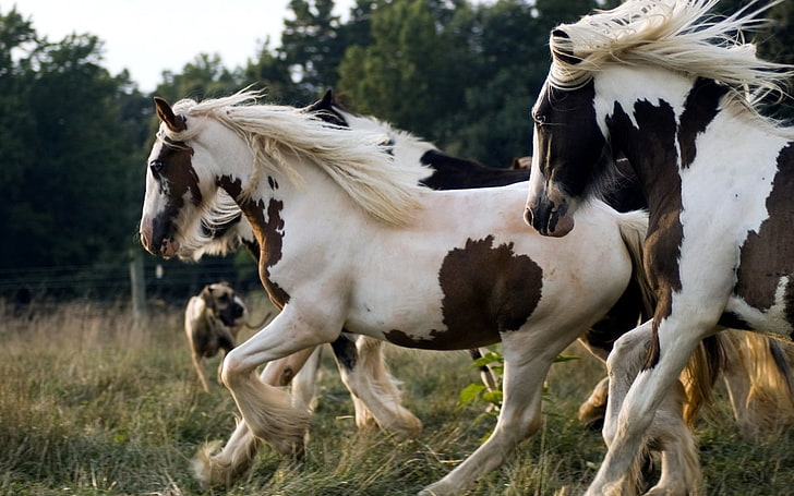 white-and-brown horses, herd, running, spotted, beautiful, animal, HD wallpaper