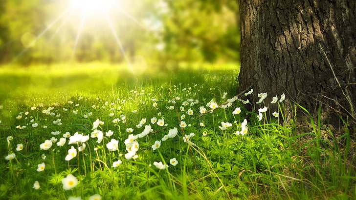 grass, spring, strawberry flowers, wood, tree, light, sunny, HD wallpaper