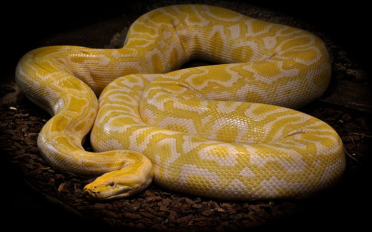 Animals Reptilien Ball Pythons Python Of Bruma Colored Snake With Yellow And White 4k Ultra Hd Tv Wallpaper For Desktop Laptop Tablet And Mobile Phones 3840×2400
