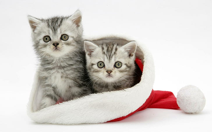 Cute Christmas Kittens, santa, holiday, animal, animals, HD wallpaper