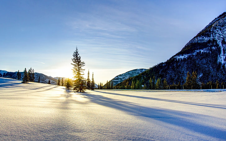 green pine trees, sunset, sunlight, landscape, nature, snow, winter