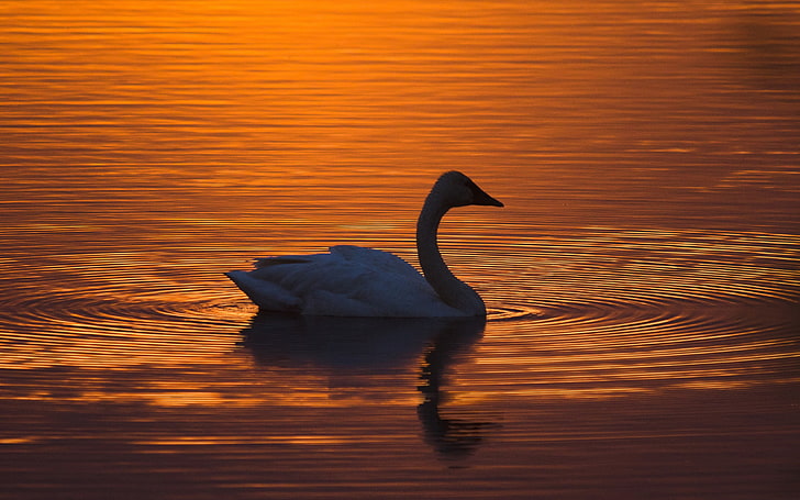 Silhouette Sunset Swan-2016 High Quality HD Wallpa.., water, animal themes