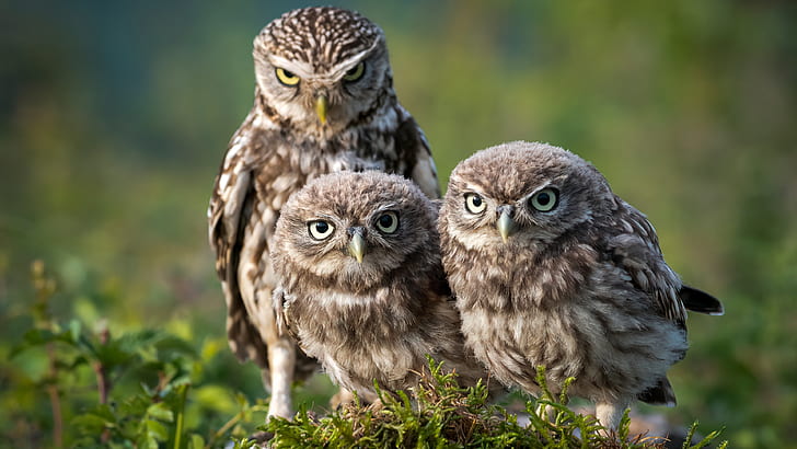 look, birds, nature, pose, background, owl, moss, three, owls, HD wallpaper