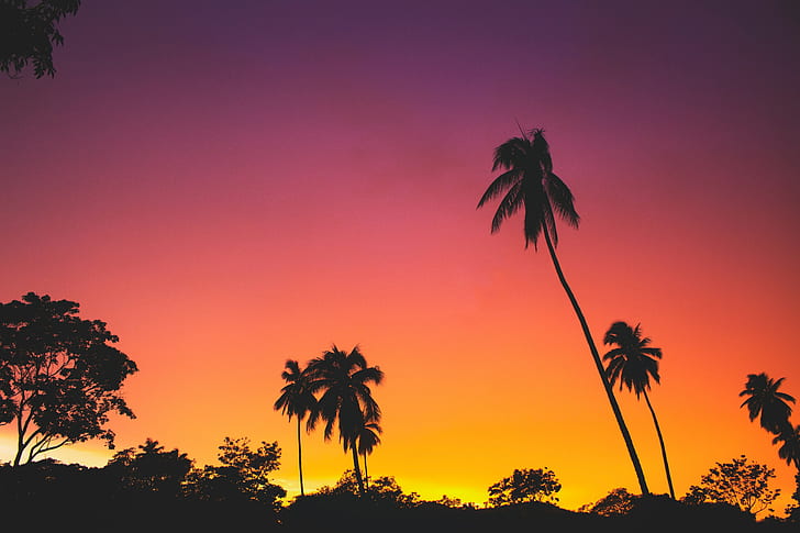 nature, trees, sunrise, palm trees, clear sky, orange, HD wallpaper