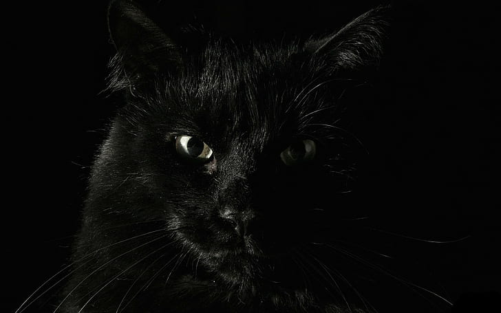 animals, cat, black cats, HD wallpaper