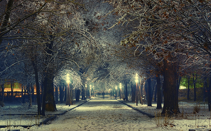 Armenia, Gyumri, brown trees, Seasons, Winter, Lights, Night, HD wallpaper