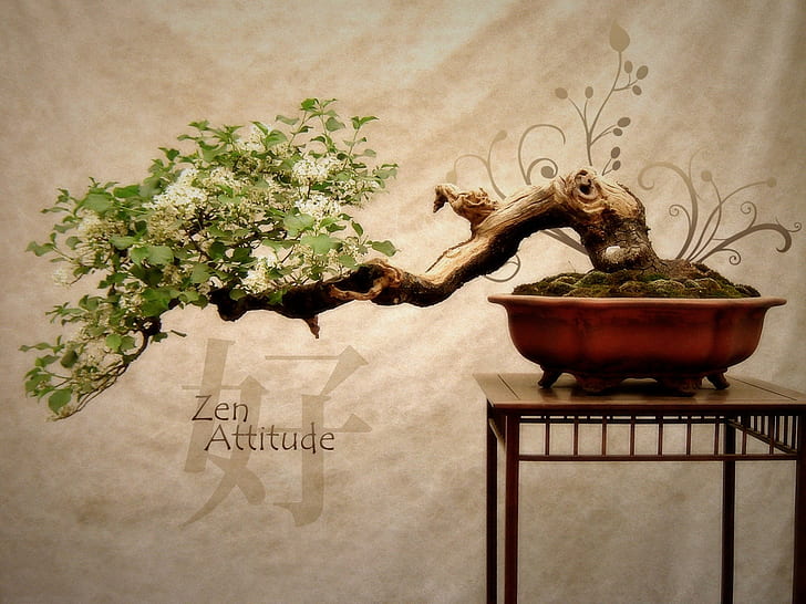 plants, zen, HD wallpaper