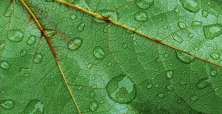 water dew on green leaf, panasonic, color, digital, macro, close up