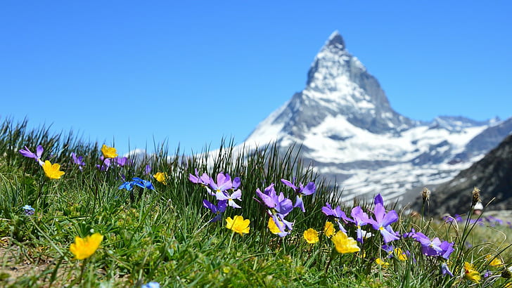 grass, nature, photography, Matterhorn, Switzerland, landscape, HD wallpaper