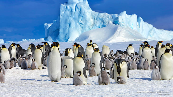 Emperor Penguins, Snowhill Island, Antarctica, Birds, HD wallpaper