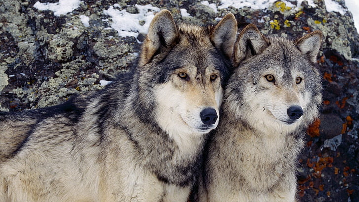 two adult black-and-brown Siberian huskies, wolf, animal, mammal