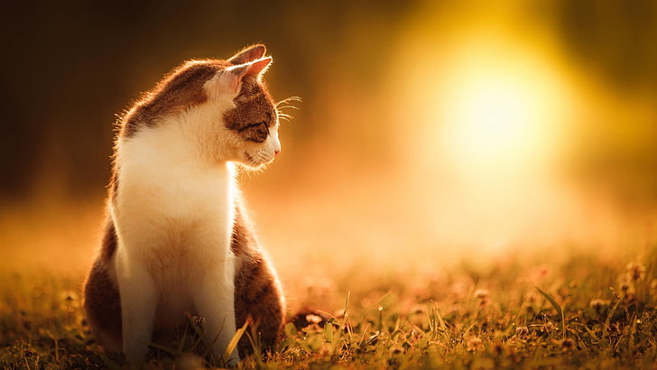 cat, sunlight, animals, grass, HD wallpaper