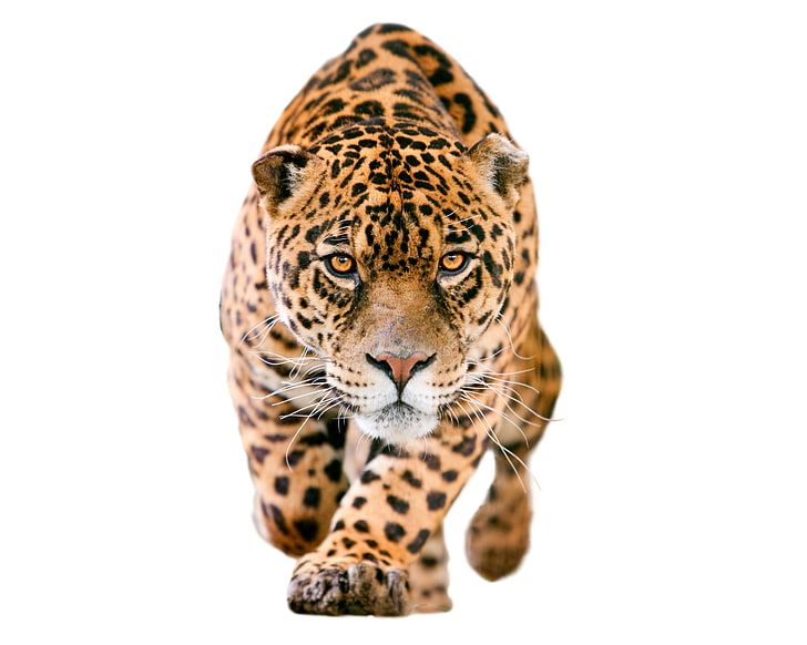 brown leopard, look, face, predator, blur, white background, Jaguar, HD wallpaper