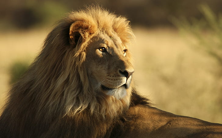 The Male African Lion, brown lion