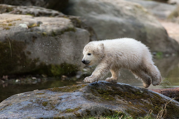 White small bear, polar bear cub, wet, stone, spray