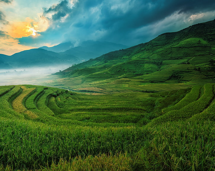 Rice Terraces, green grass field, Asia, Thailand, Travel, Nature